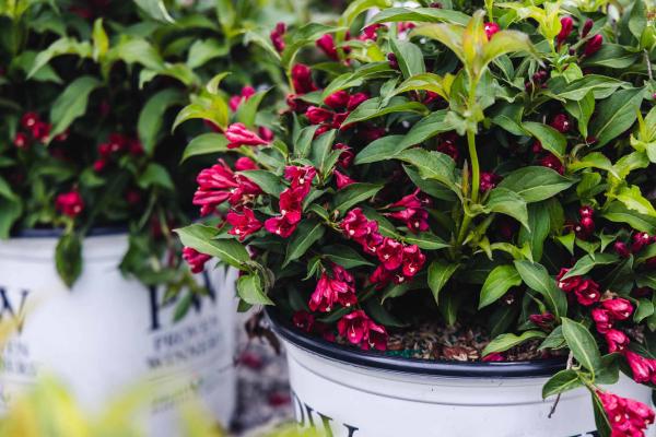 Weigela Sonic Bloom&reg; Red 3 Gallon