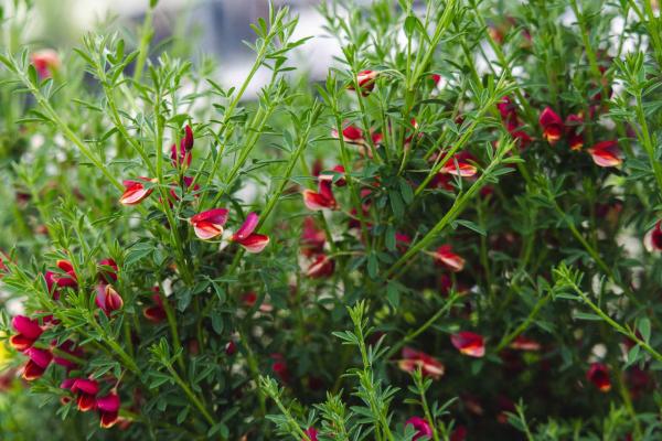 Scotch Broom 'Burkwoodii' 3 Gallon