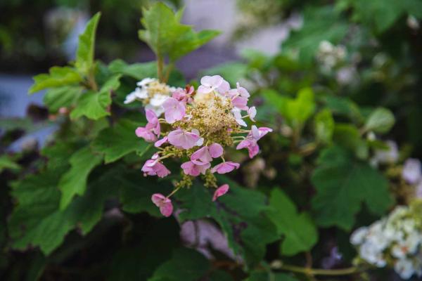 Oakleaf Hydrangea 'Ruby Slippers' 7 Gallon