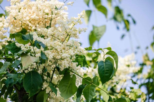 Japanese Lilac Tree 'Ivory Silk' 15 Gallon
