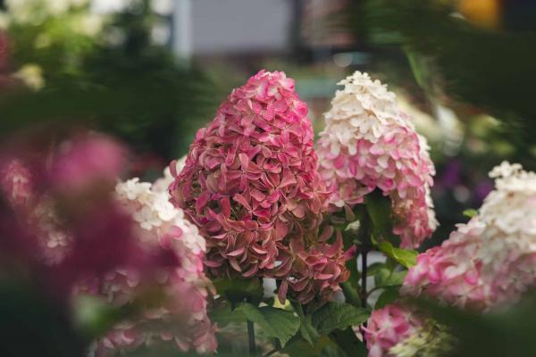 Panicle Hydrangea Quick Fire Fab&reg; 7 Gallon