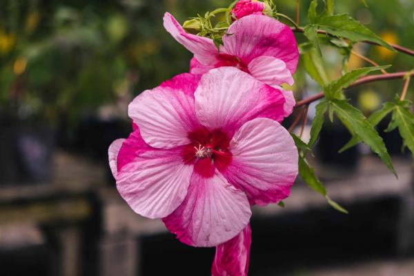 Hardy Hibiscus 'Turn of the Century' 3 Gallon