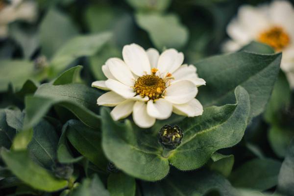 Zinnia 'Profusion Double White' 4 Inch