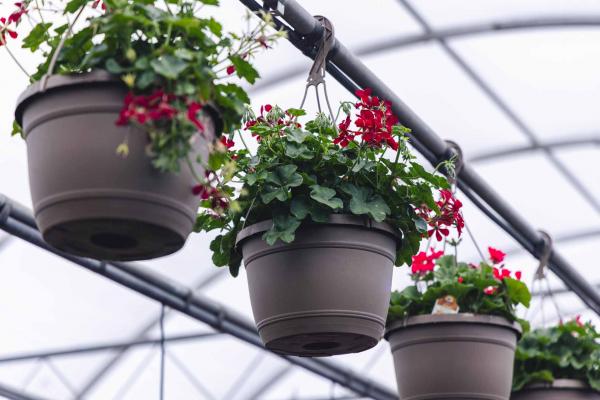 Zonal Geranium Assorted 10 Inch Hanging Basket