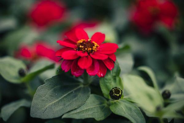 Zinnia 'Profusion Double Hot Cherry' 4 Inch