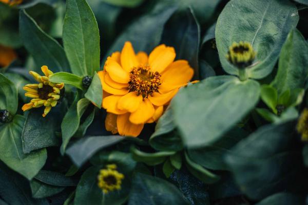 Zinnia 'Profusion Double Golden' 4 Inch