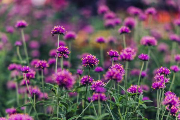 Globe Amaranth Truffula&trade; Pink Quart