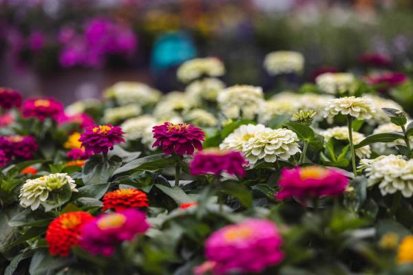 Zinnia Zesty&trade; Mix 10 Inch