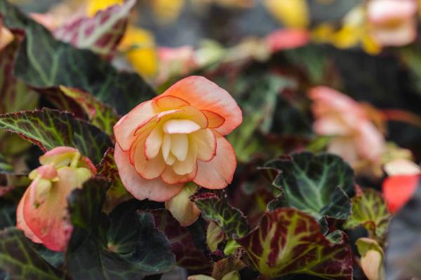Begonia 'Unbelievable Miss Montreal' Quart