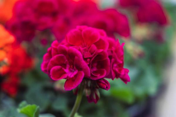 Geranium Hybrid Mojo&trade; Cranberry Quart