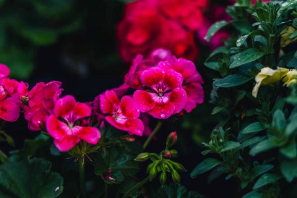 Geranium Hybrid Moxie!&trade; Deep Rose Quart