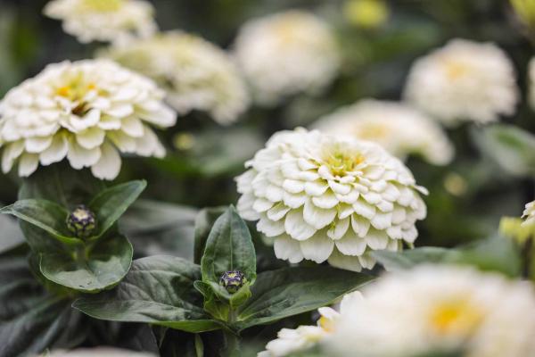 Zinnia Zesty&trade; White 10"