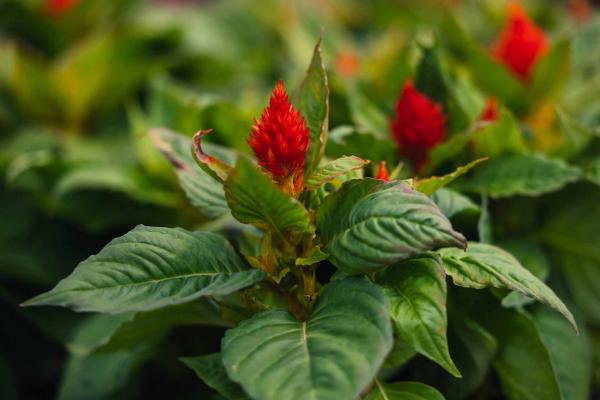 Celosia Bright Sparks&trade; Scarlet Shades 4 Inch