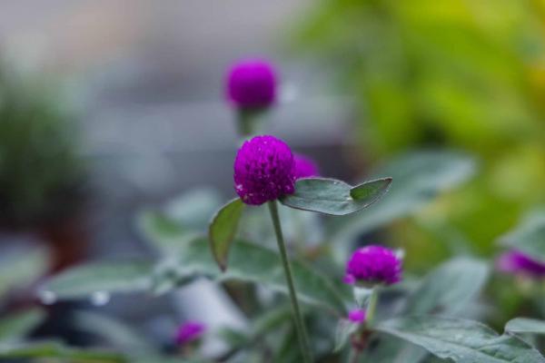 Globe Amaranth 'Ping Pong Purple' 4 Inch