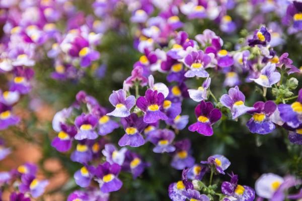 Nemesia Aromance&reg; Mulberry&trade; Quart