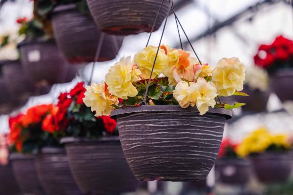 Begonia Fragrant Falls&reg; Lemon 12 Inch Hanging Basket