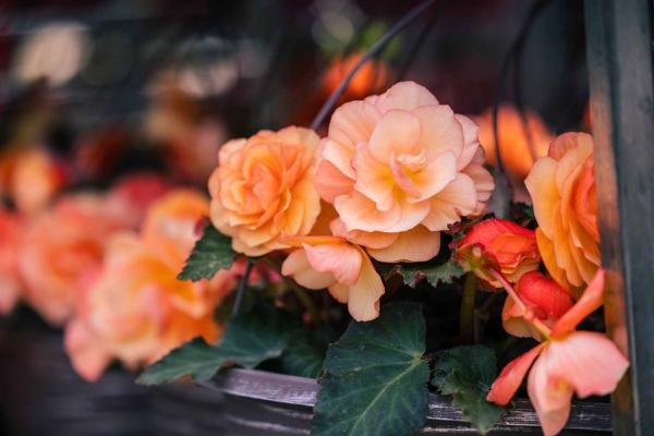 Begonia Fragrant Falls&reg; Peach 12 Inch Hanging Basket