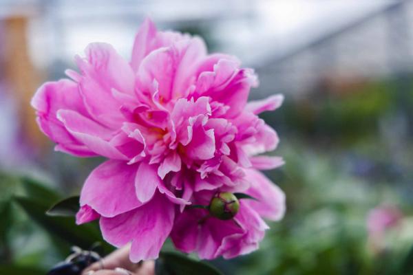 Peony 'Alexander Fleming' 2 Gallon