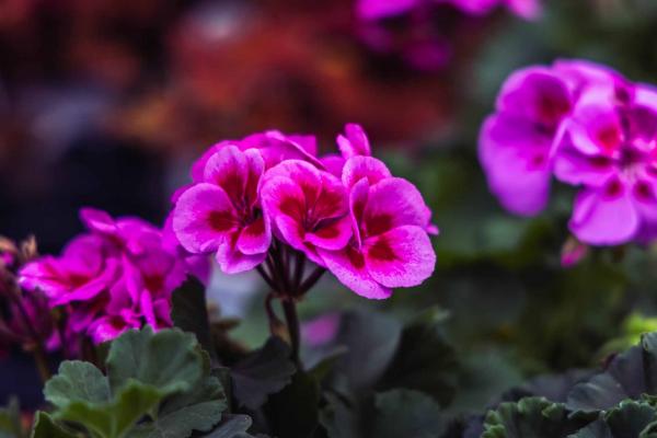 Geranium Hybrid Moxie!&trade; Pink Splash Quart