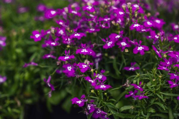 Lobelia 'Riviera Rose' Cell Pack