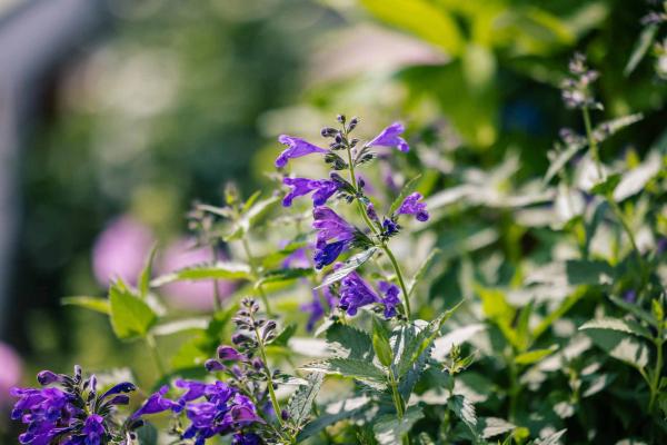 Catmint Prelude&trade; Purple 2 Gallon