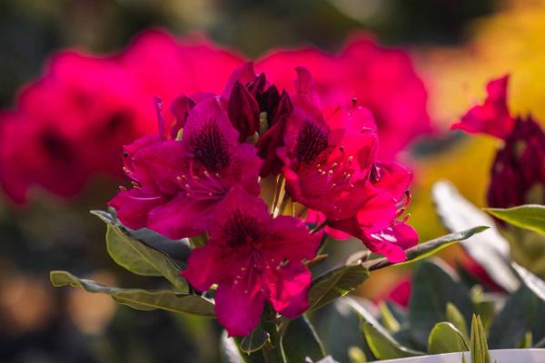 Rhododendron 'Nova Zembla' 3 Gallon