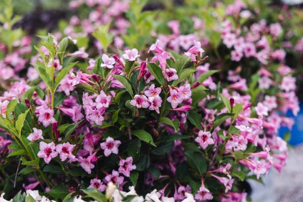 Weigela Sonic Bloom&reg; Pure Pink 3 Gallon