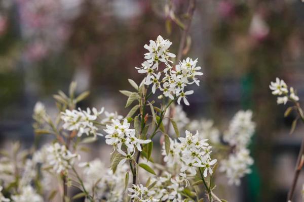 Serviceberry Tree 'Autumn Brilliance' 10 gallon