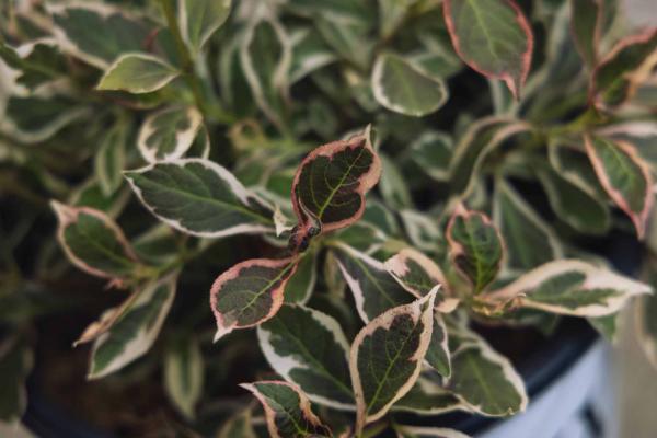 Weigela My Monet&reg; 3 Gallon