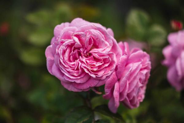 Floribunda Rose Parfuma&reg; Summer Romance 5 Gallon