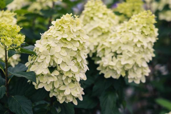Panicle Hydrangea 'Limelight' 5 Gallon