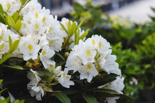 Rhododendron 'Chionoides' 3 Gallon