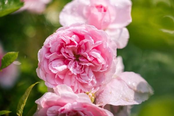 Shrub Rose Reminiscent&reg; Pink 3 Gallon