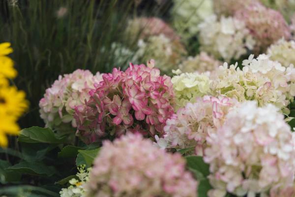 Panicle Hydrangea Fire Light Tidbit&reg; 7 Gallon