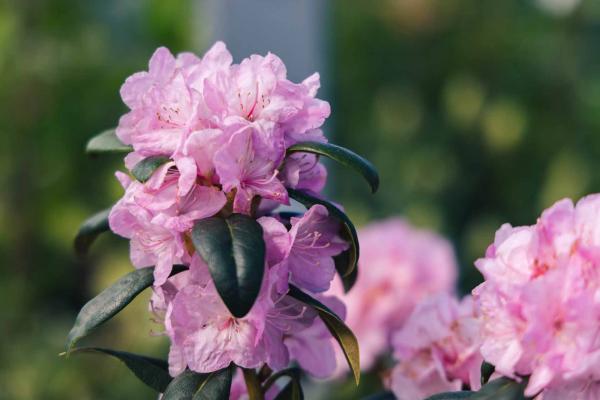 Rhododendron 'Pioneer Silvery Pink' 3 Gallon