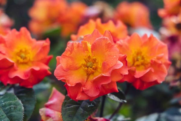 Shrub Rose Kolorscape&reg; Firecracker&trade; 5 Gallon