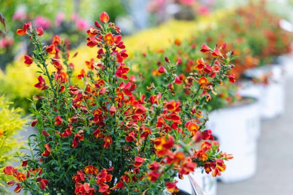 Scotch Broom Sister Redhead&reg; 3 Gallon