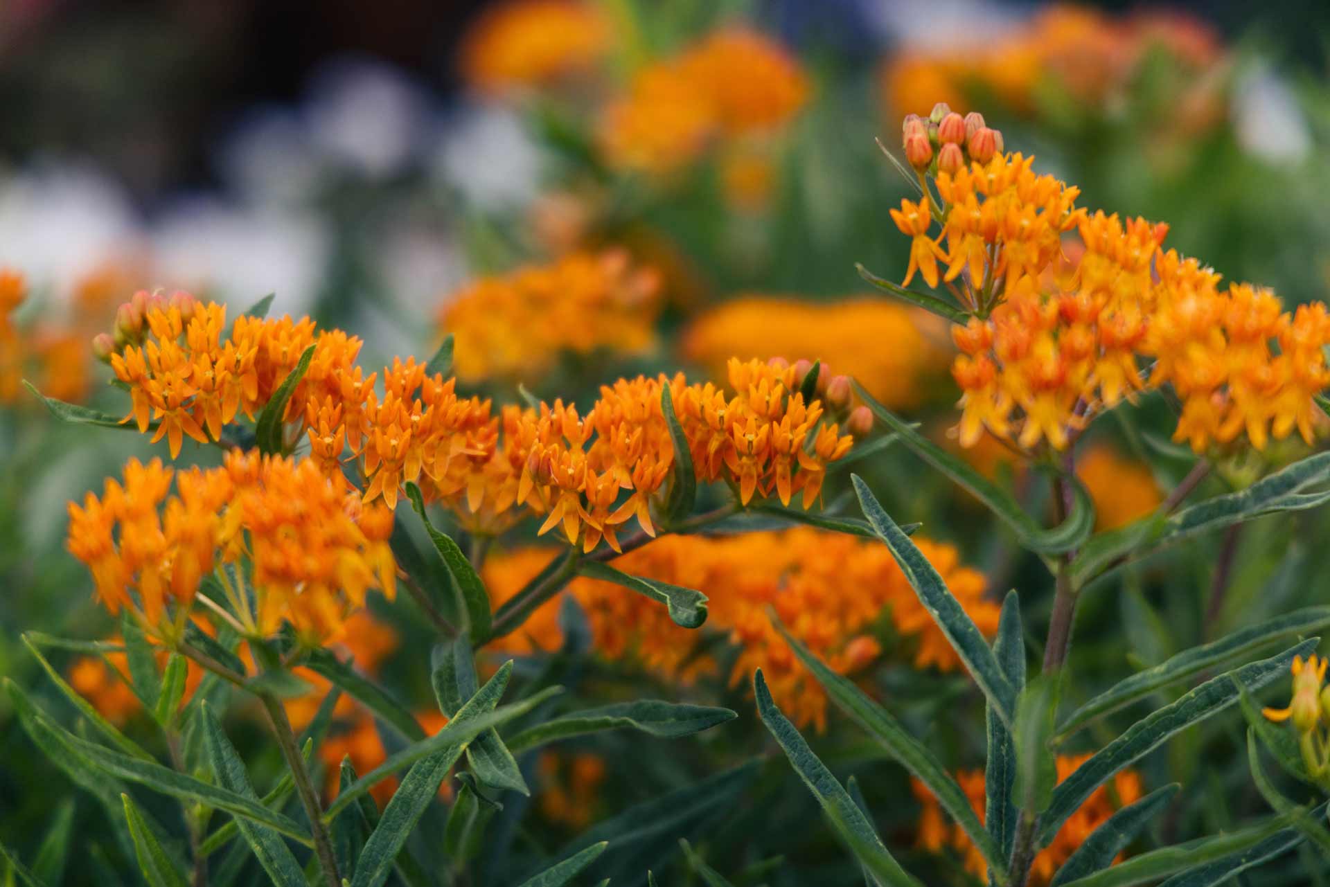 Butterflyweed Milkweed 'Gay Butterflies' Quart