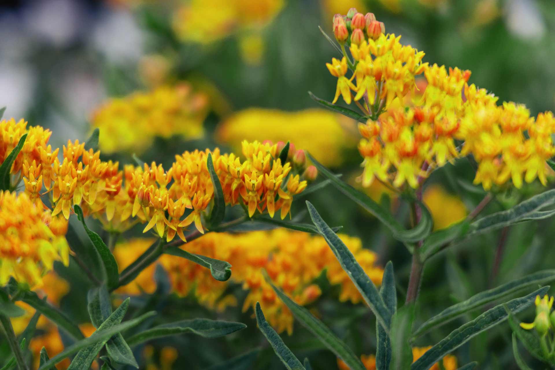 Butterflyweed Milkweed 'Hello Yellow' Quart