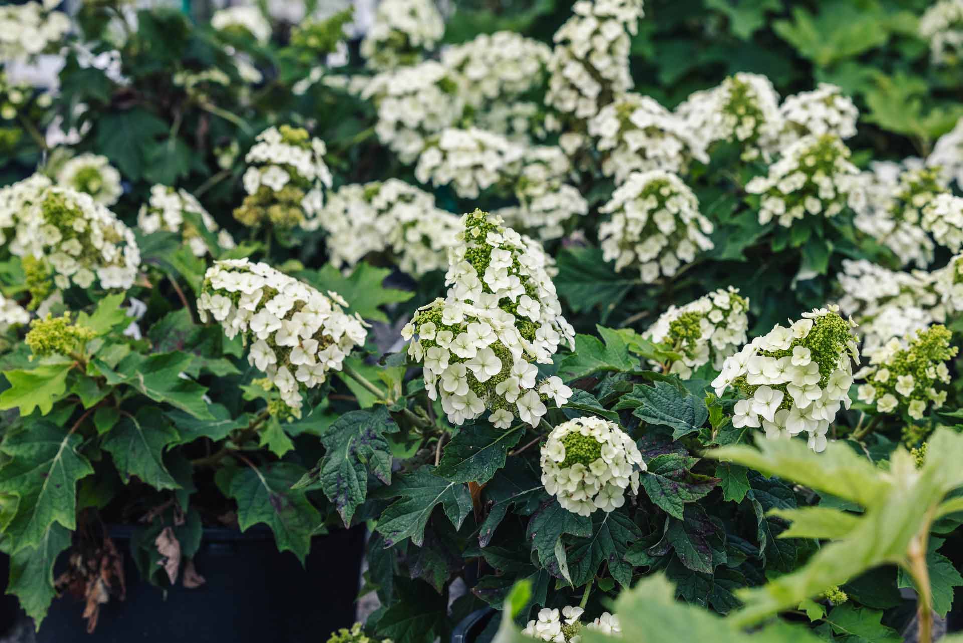 Oakleaf Hydrangea 'Munchkin' 3 Gallon