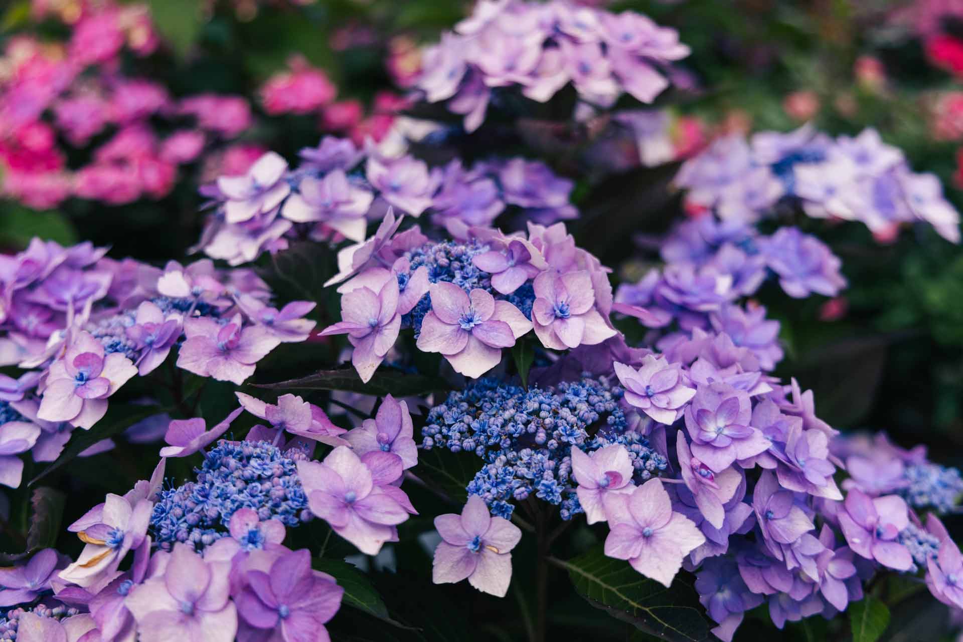 Mountain Hydrangeas