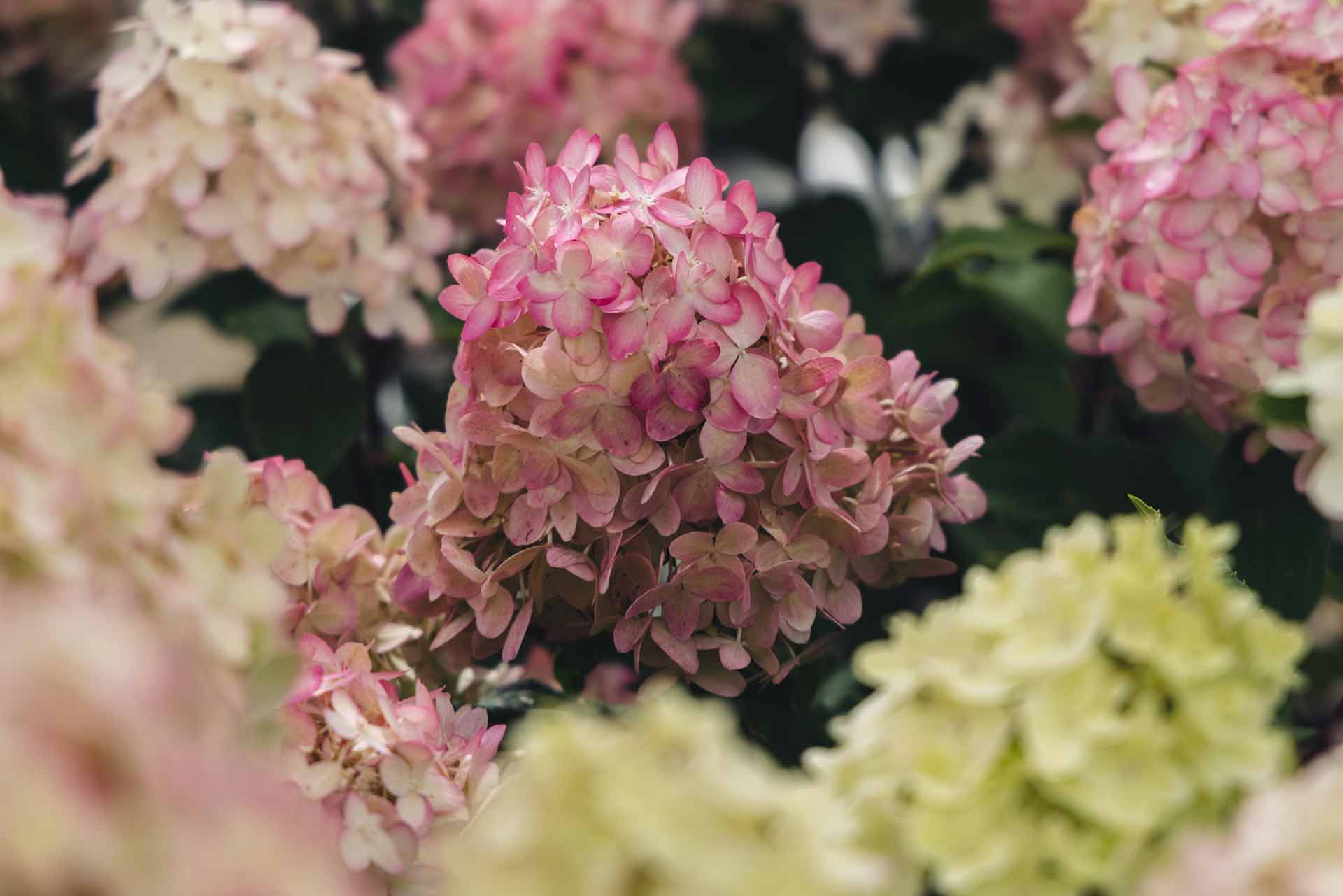 Panicle Hydrangeas