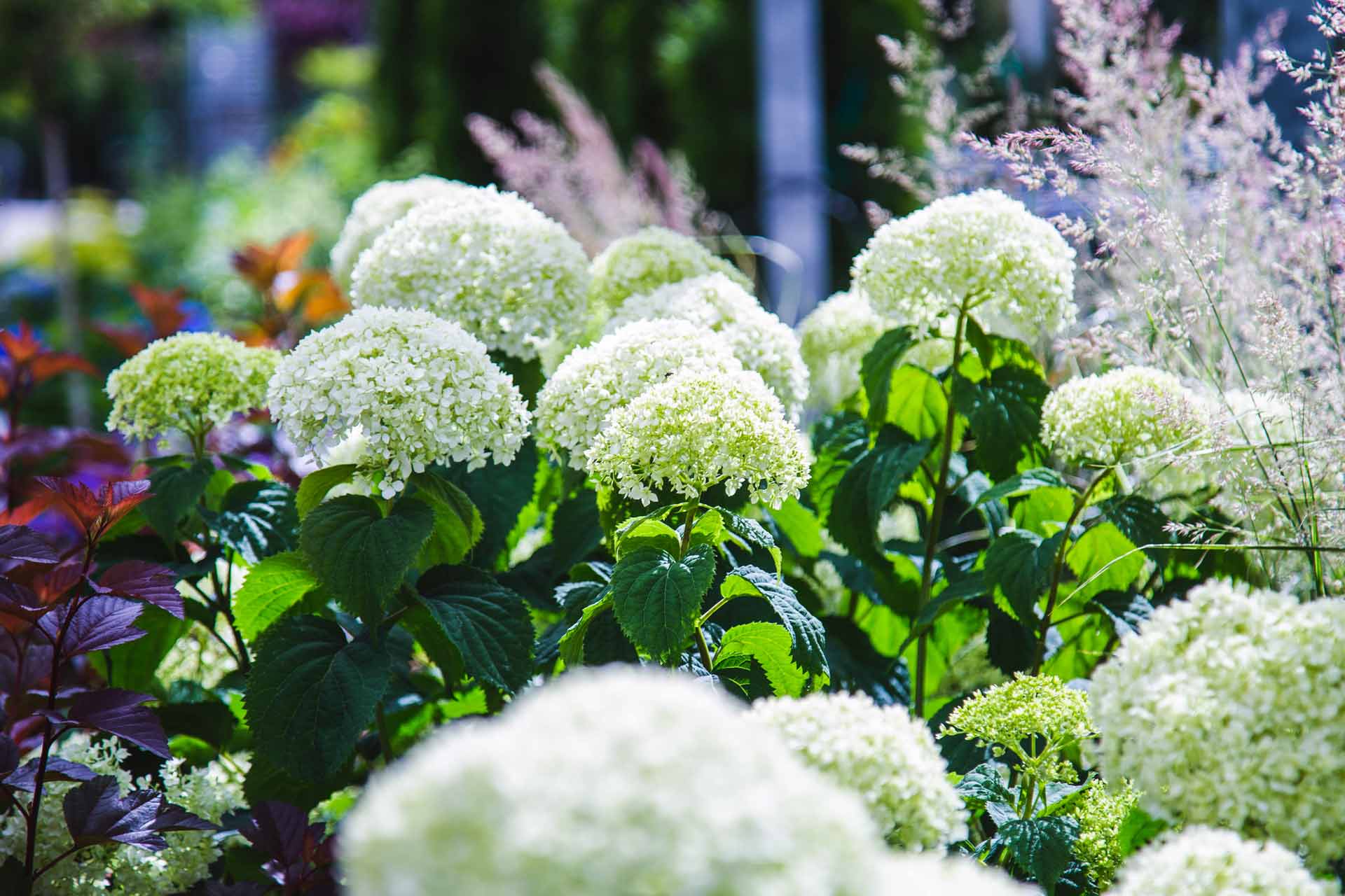 Smooth Hydrangeas