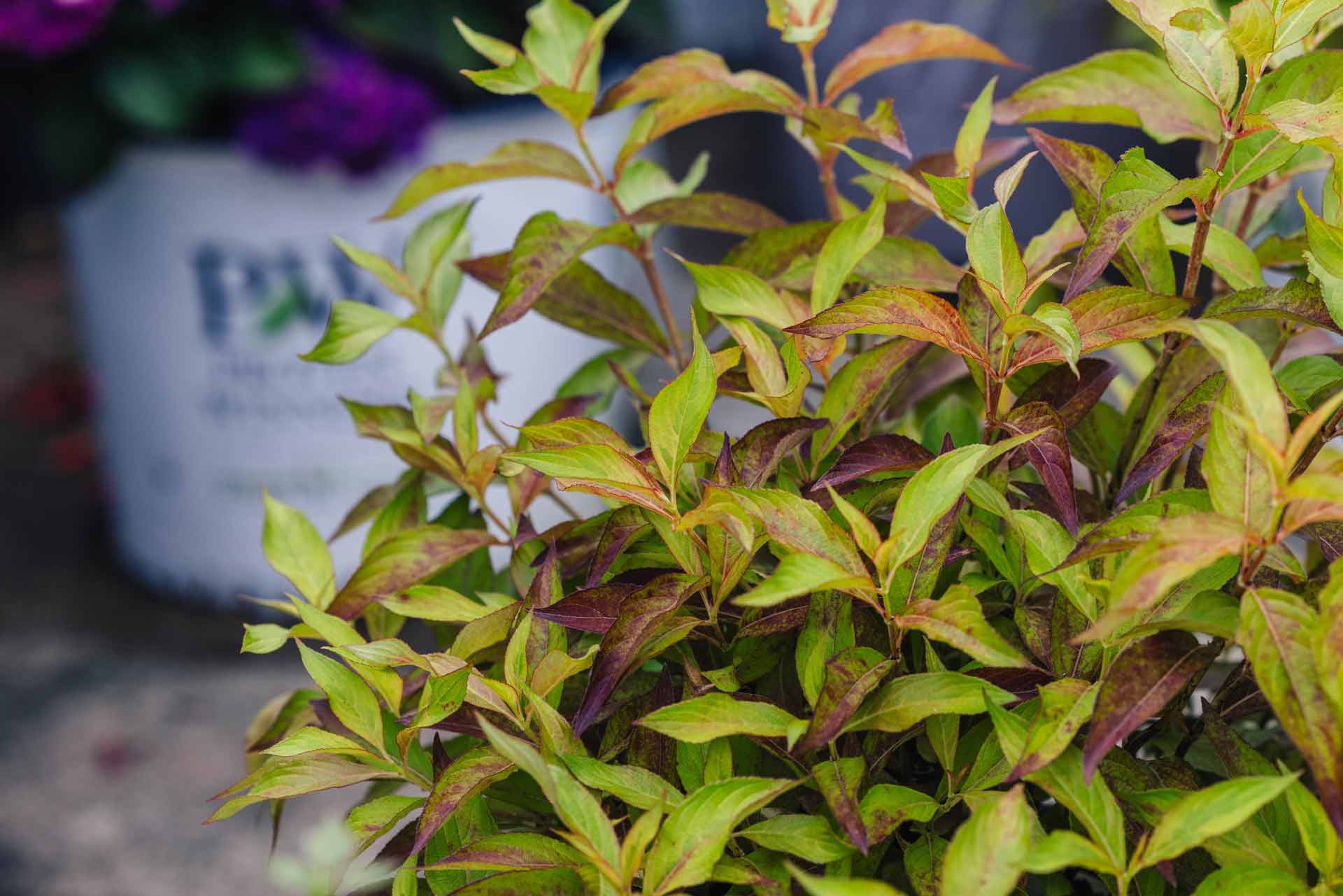 Weigela My Monet&reg; 'Sunset' 3 Gallon