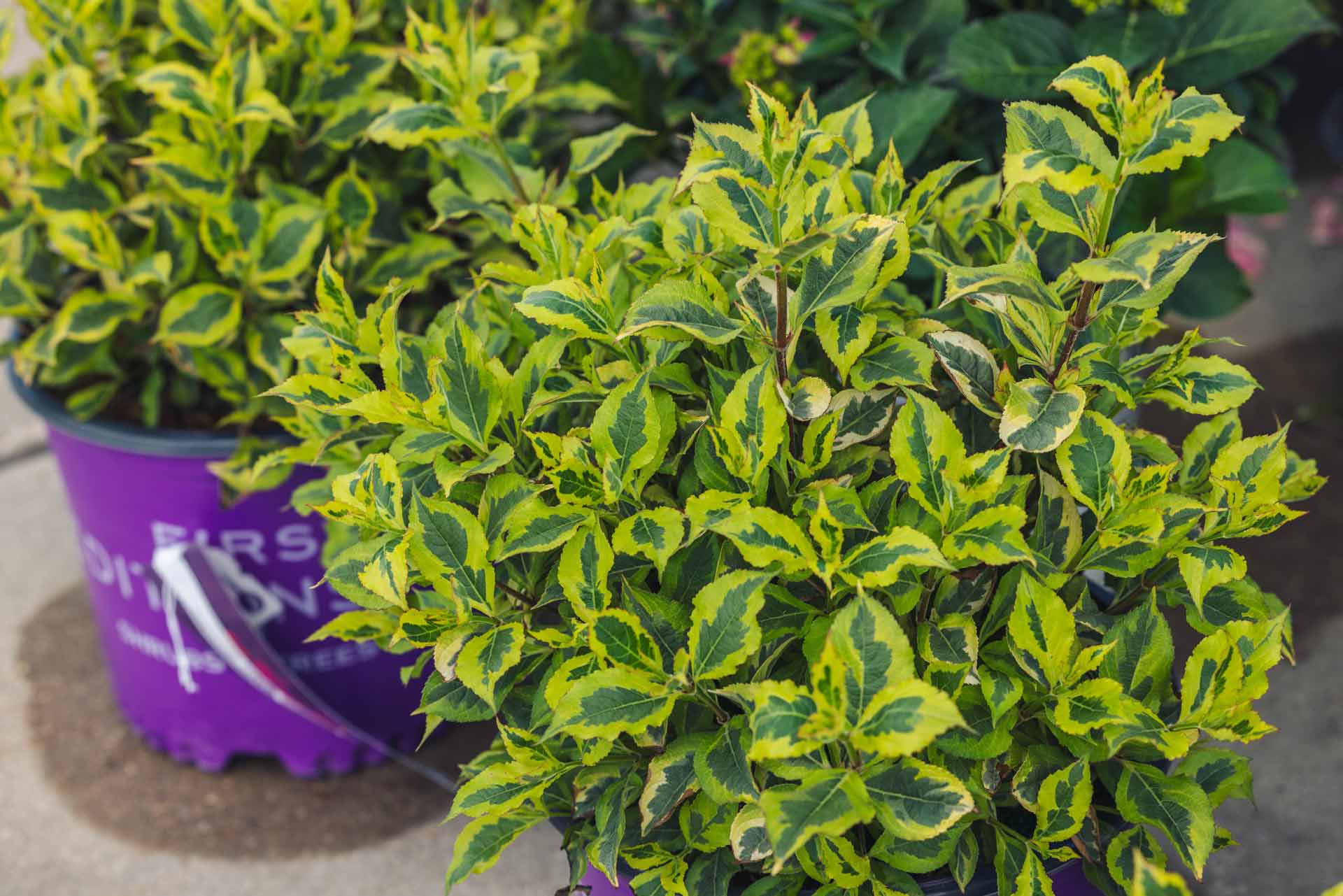 Weigela Rainbow Sensation&trade; 3 Gallon