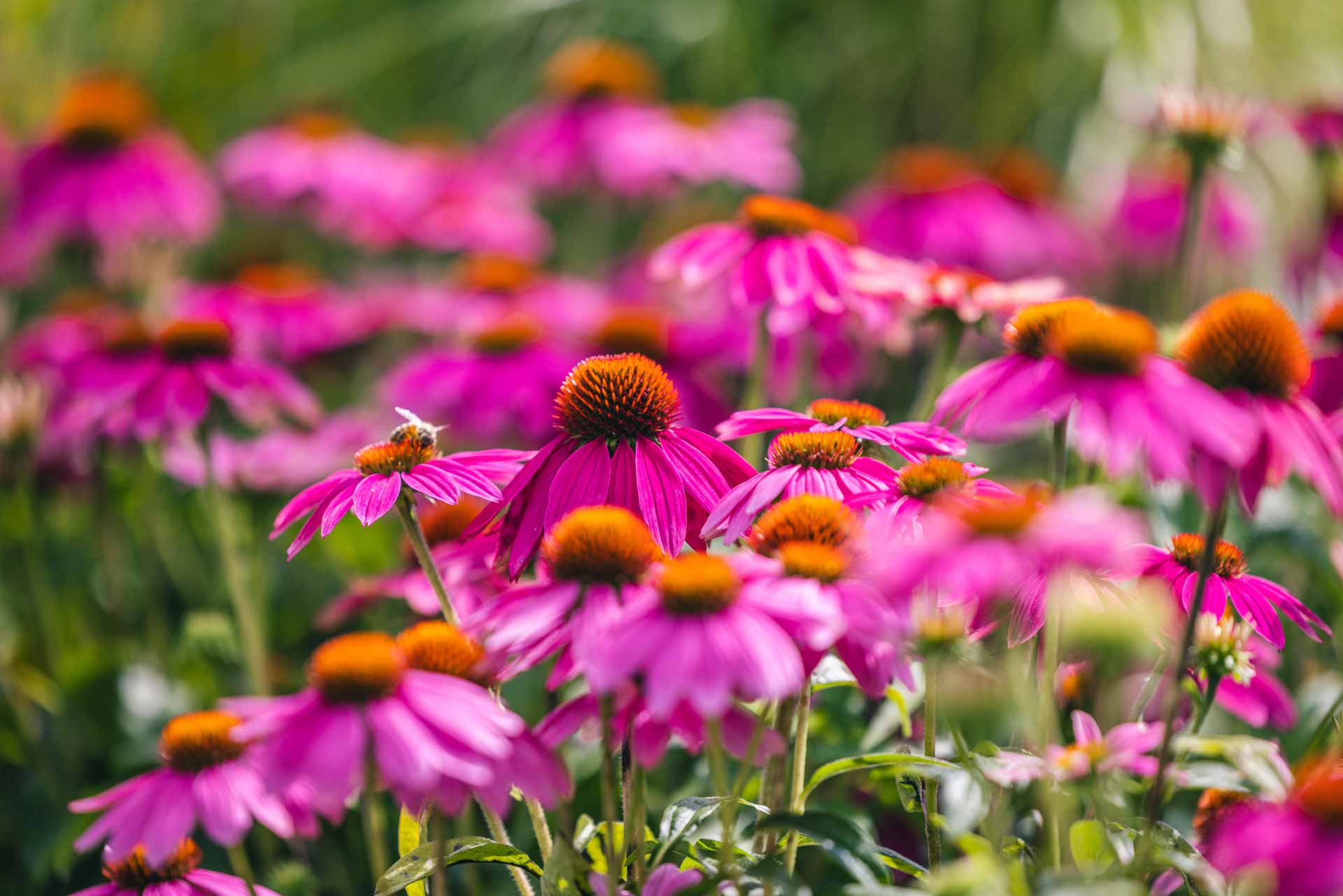 Coneflower 'PowWow Wild Berry' 1 G