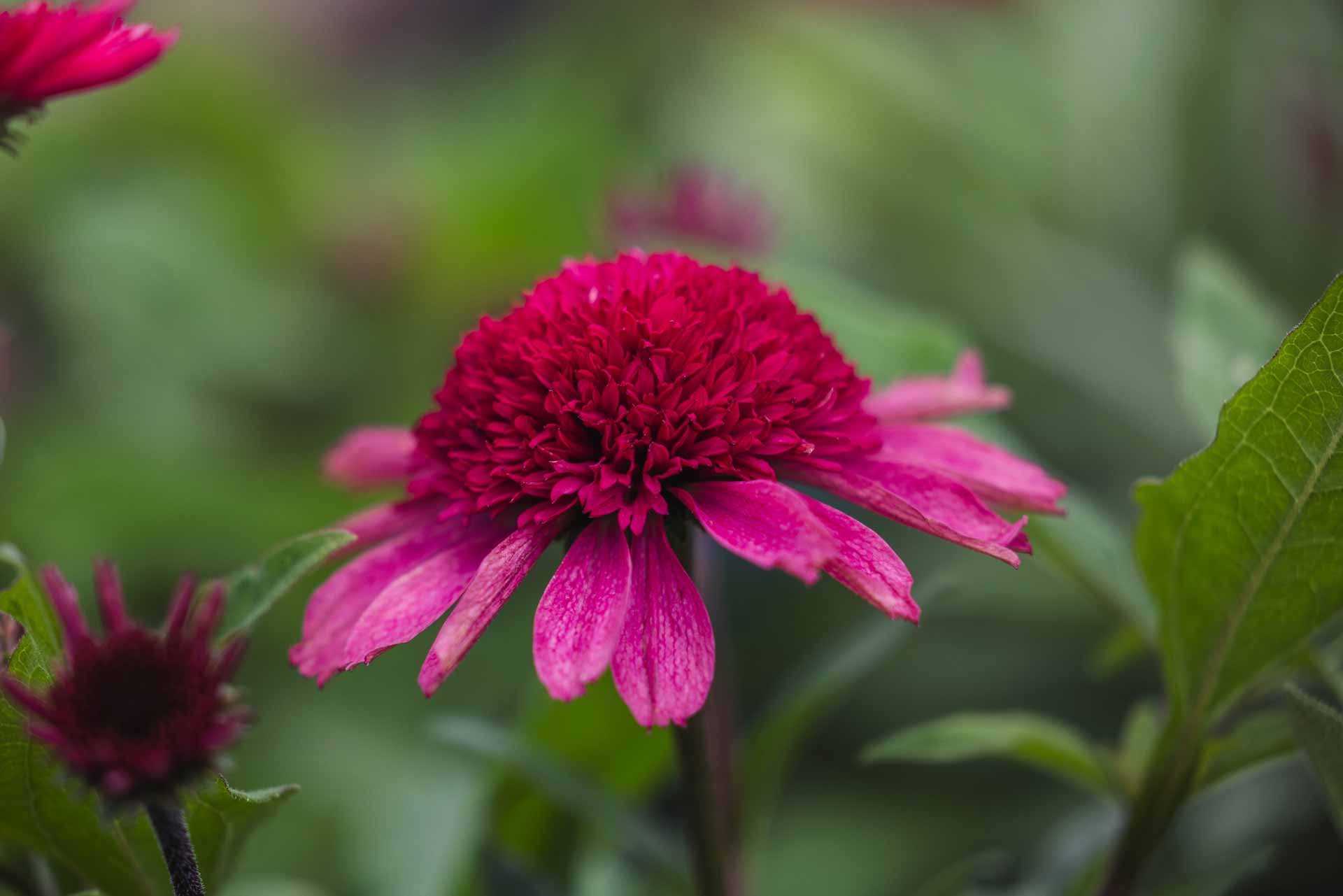 Coneflower Double Coded&trade; Raspberry Beret 1 Gallon