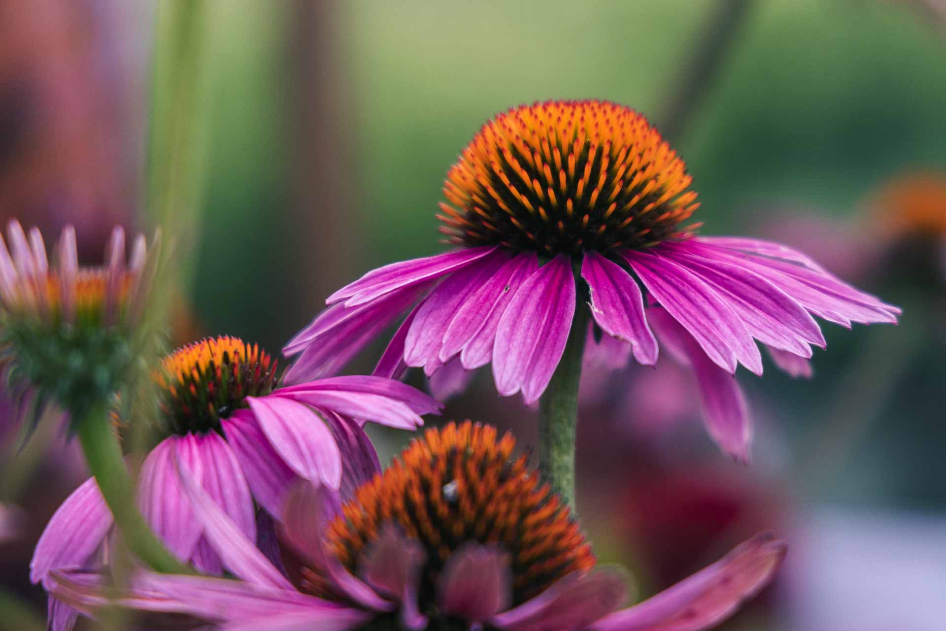 Coneflower 'Magnus' 2 Gallon