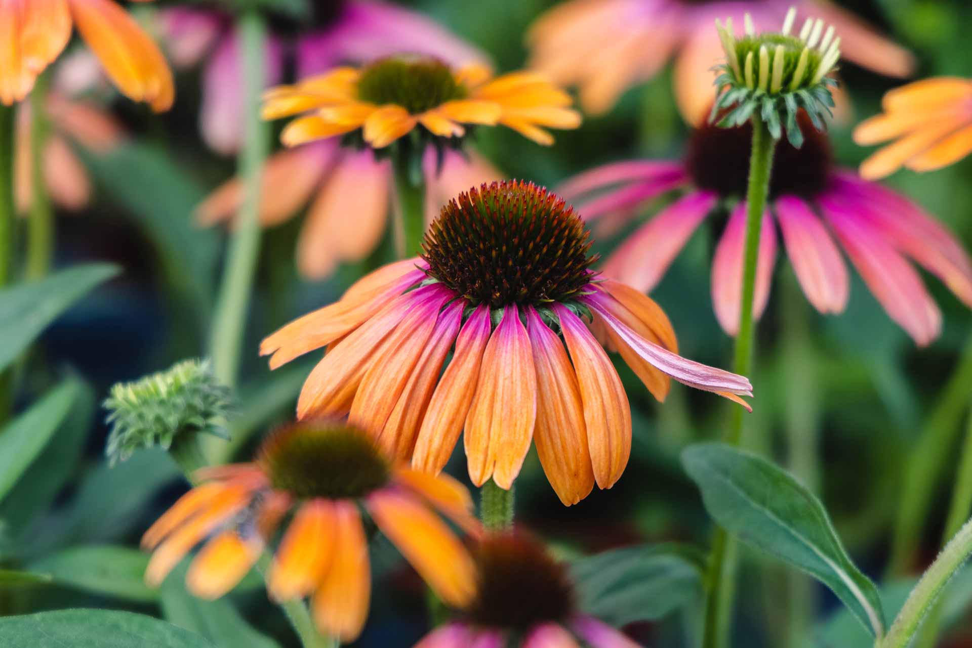 Coneflower Butterfly&trade; Rainbow Marcella 1 Gallon