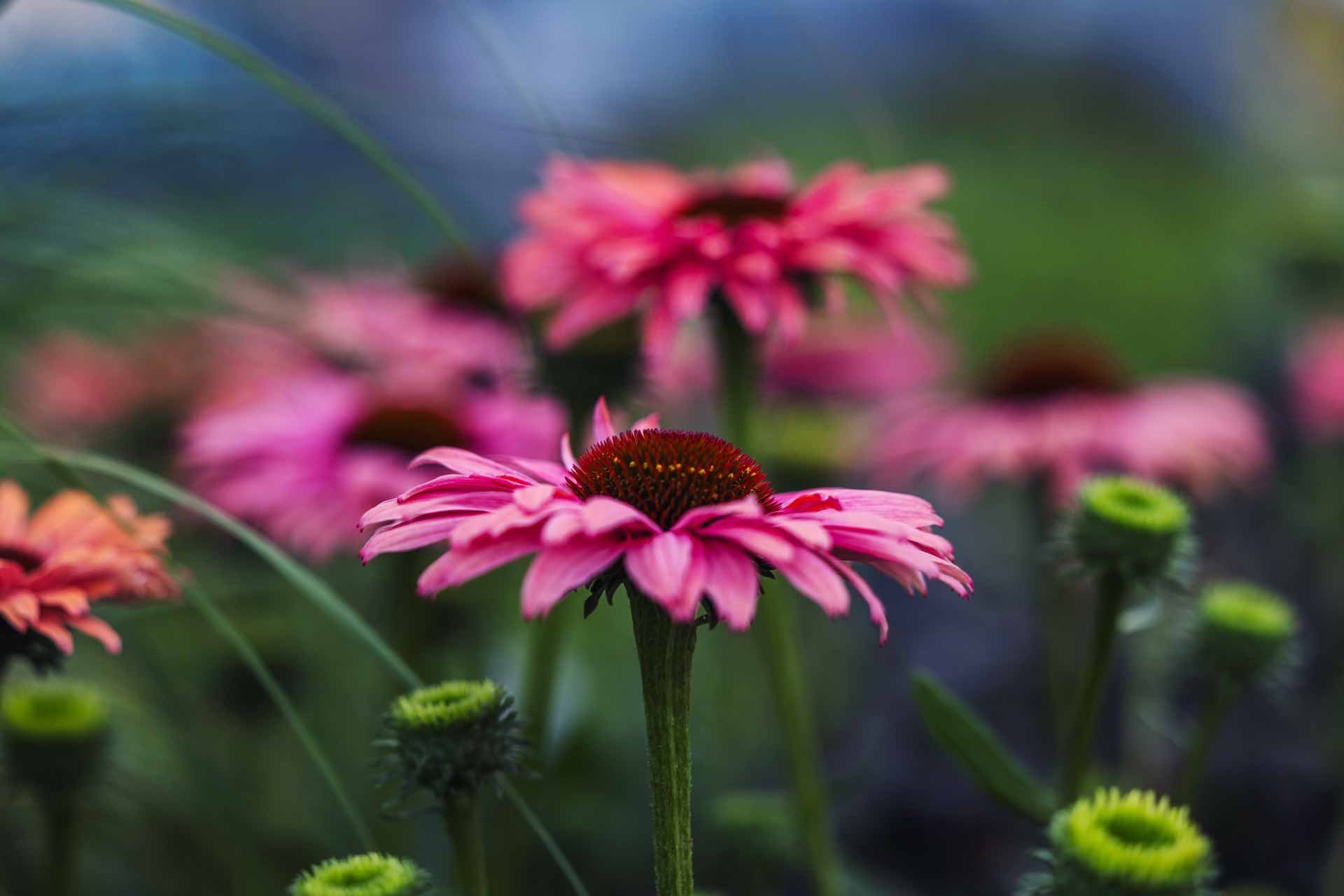 Coneflower 'Sunseekers Rainbow' 1 Gallon